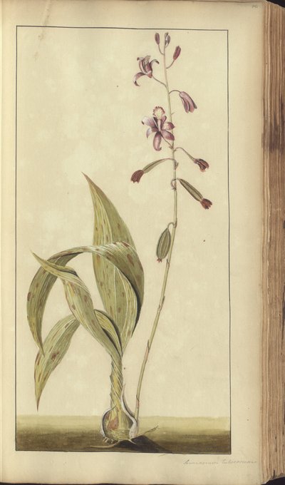 A page from the 