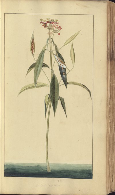 A page from the 