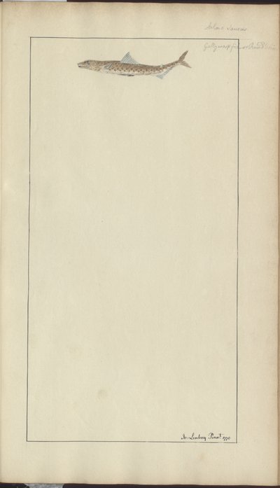 Lindsay Drawings Vol. VII, 23 by John Lindsay