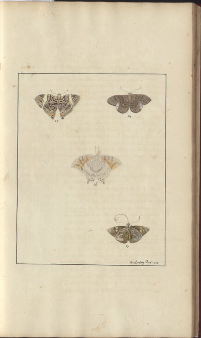 Lindsay Drawings Vol. VI, 42 by John Lindsay