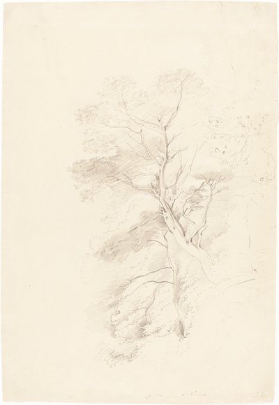 A Beech Wood by John Linnell