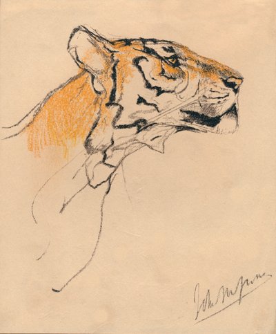 Head of a Tiger by John Macallan Swan