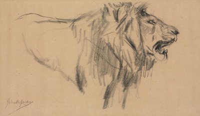 Lion by John Macallan Swan