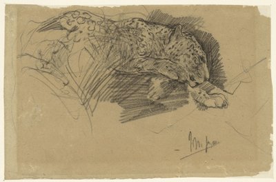 Studies of a Leopard by John Macallan Swan