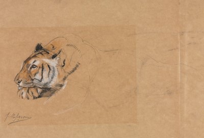 Tiger by John Macallan Swan