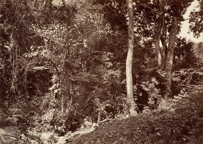 Tropical Scenery, View Near Chipigana by John Moran