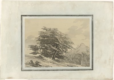 Cedar by John Robert Cozens