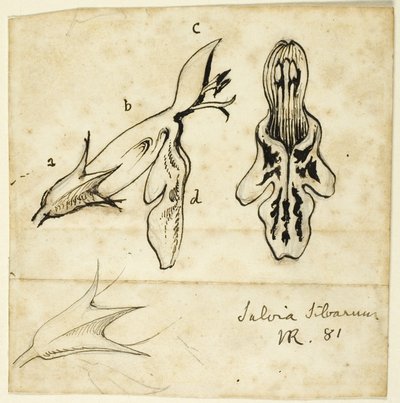 Salvia Silvarum by John Ruskin