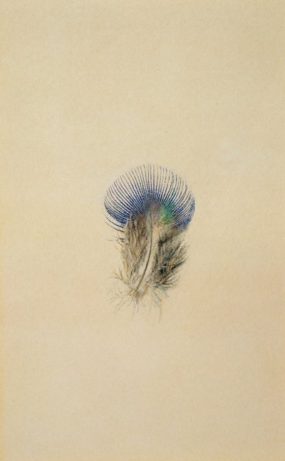 Study of a Peacock Feather by John Ruskin
