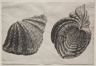 Shells: Hippopus maculatus Lam by John Sell Cotman
