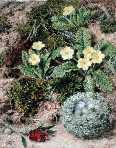 Primroses and Nest by John Sherrin