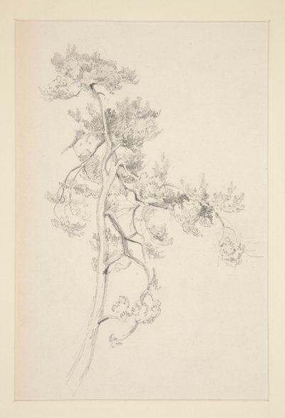 Tree and Foliage by John Singer Sargent