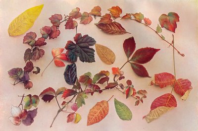 Autumn Tints, c1903 by John Swain and Son