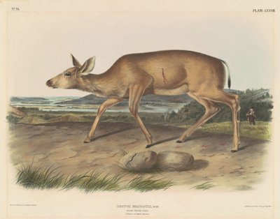 Black-Tailed Deer by John T. Bowen, after John James Audubon