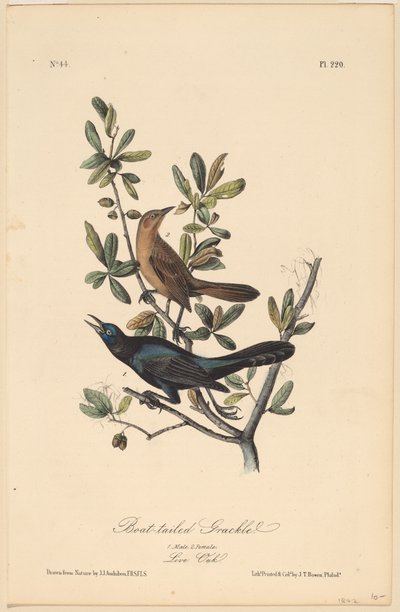 Boat-Tailed Grackle by John T. Bowen, after John James Audubon