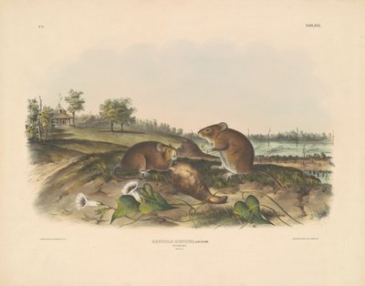 Cotton Rat by John T. Bowen, after John James Audubon