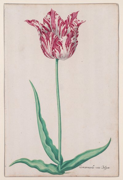 Study of a Tulip (Gemarmerde van Jasper) by John Thomson