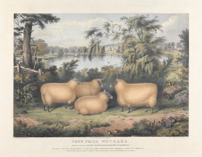 Four Prize Wethers by John West Giles
