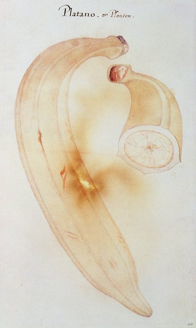 Horn Plantain by John White