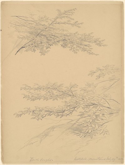 Birch Boughs, Catskill Mountains by John William Casilear