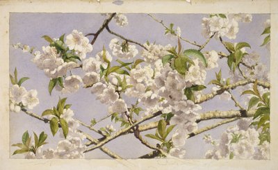 Apple Blossoms, c.1874 by John William Hill