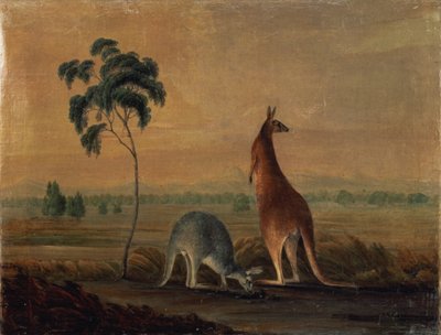 Kangaroos in a landscape, c.1819 by John William Lewin