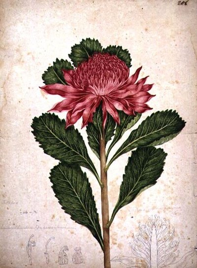 Waratah, telopea speciosissima by John William Lewin