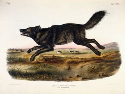 Black American Wolf, Male by John Woodhouse Audubon