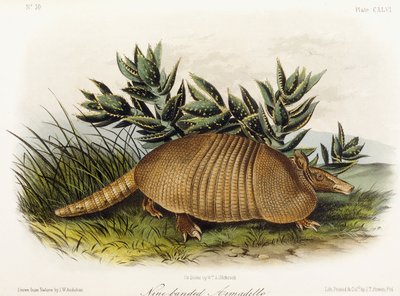 Nine-banded Armadillo by John Woodhouse Audubon