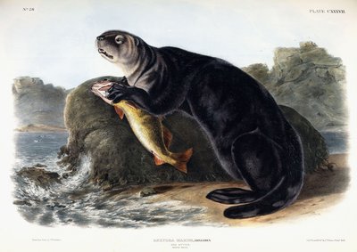 Sea Otter, Young Male by John Woodhouse Audubon
