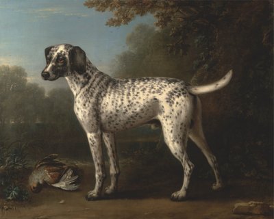 A Grey Spotted Hound by John Wootton