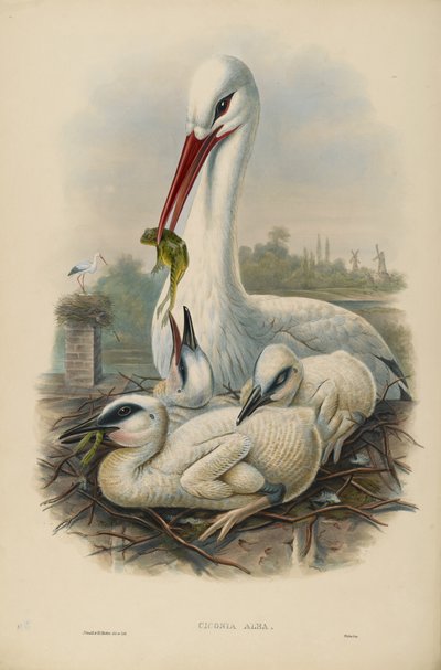 Unknown Image by John after Gould