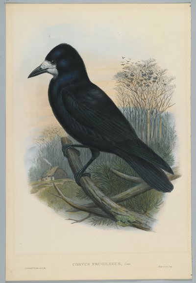 Unknown Image by John after Gould