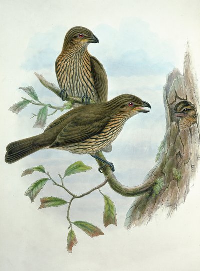 Ailuroedus Dentirostris, Tooth-billed Catbird by John and Hart, William Gould