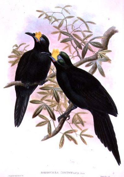 Wattled Ploughbill by John and Hart, William Gould