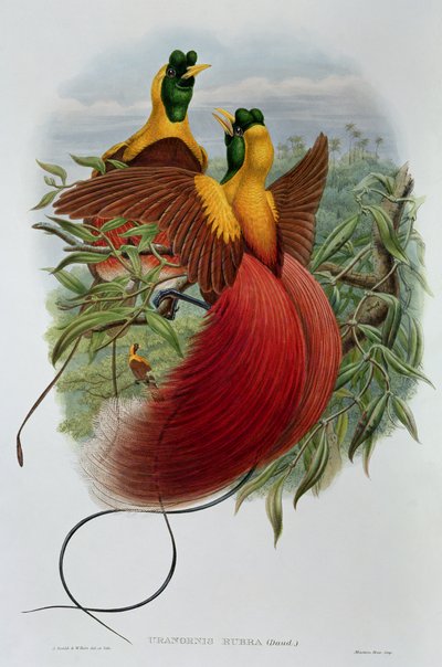 Uranornis Rubra by John and Hart, William Gould