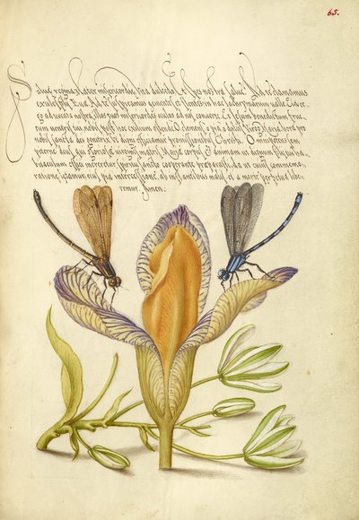 Damselflies, Spanish Iris, and Star-of-Bethlehem by Joris Hoefnagel