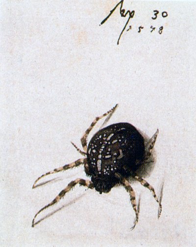 Female Spider, 1578 by Joris Hoefnagel