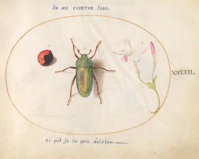 Insect, c.1575-80 by Joris Hoefnagel