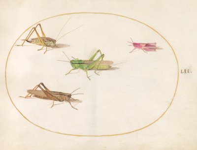 Insects, c.1575-80 by Joris Hoefnagel