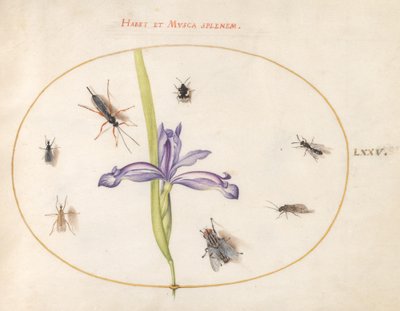 Insects, c.1575-80 by Joris Hoefnagel