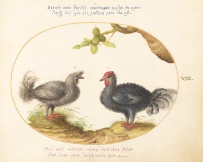 Plate 13: Two Curly Gray Chickens by Joris Hoefnagel