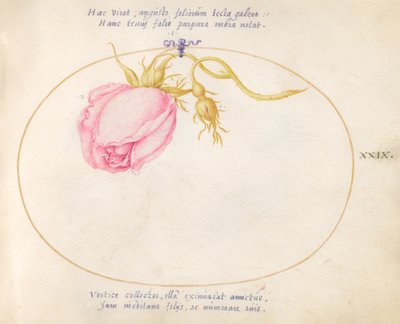 Plate 29: Pink Rose and Rosebud by Joris Hoefnagel