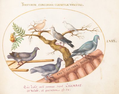 Plate 66: Doves and Pigeons by Joris Hoefnagel
