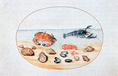 Shells and Shellfish by Joris Hoefnagel