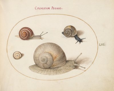 Snail, c.1575-80 by Joris Hoefnagel