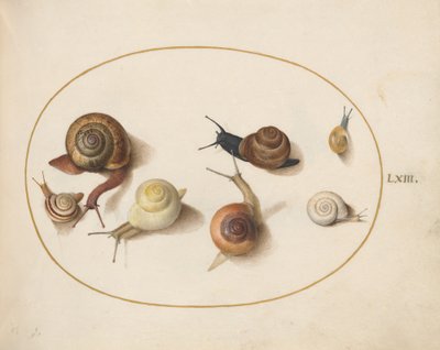 Snail, c.1575-80 by Joris Hoefnagel