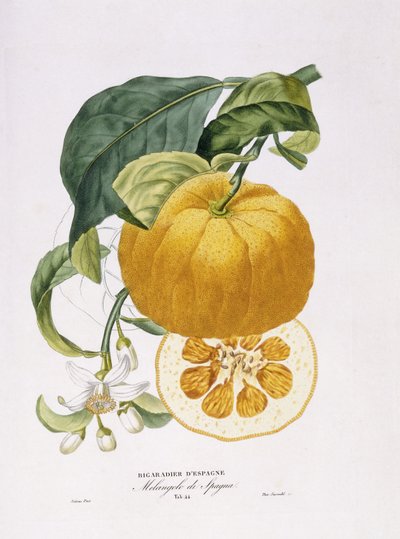 Histoire Naturelle des Orangers by Joseph Antoine Risso