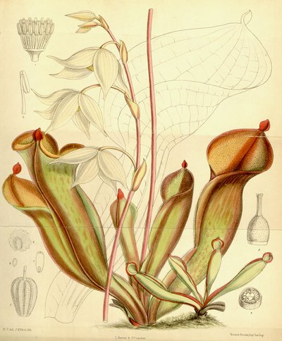Heliamphora nutans by Joseph Dalton Hooker
