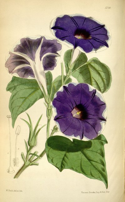 Ipomoea nil by Joseph Dalton Hooker